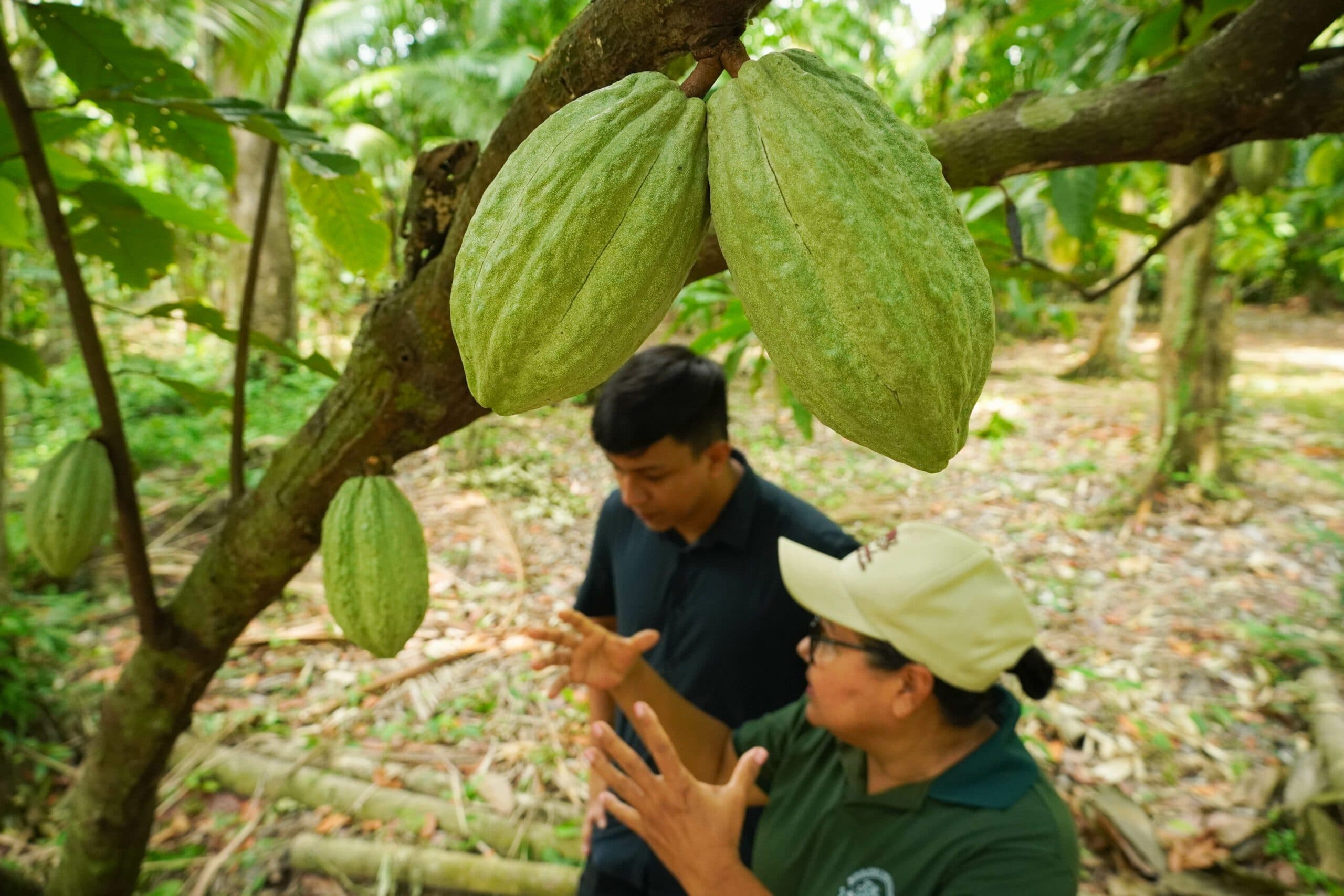A casa do chocolate da Dona Nena