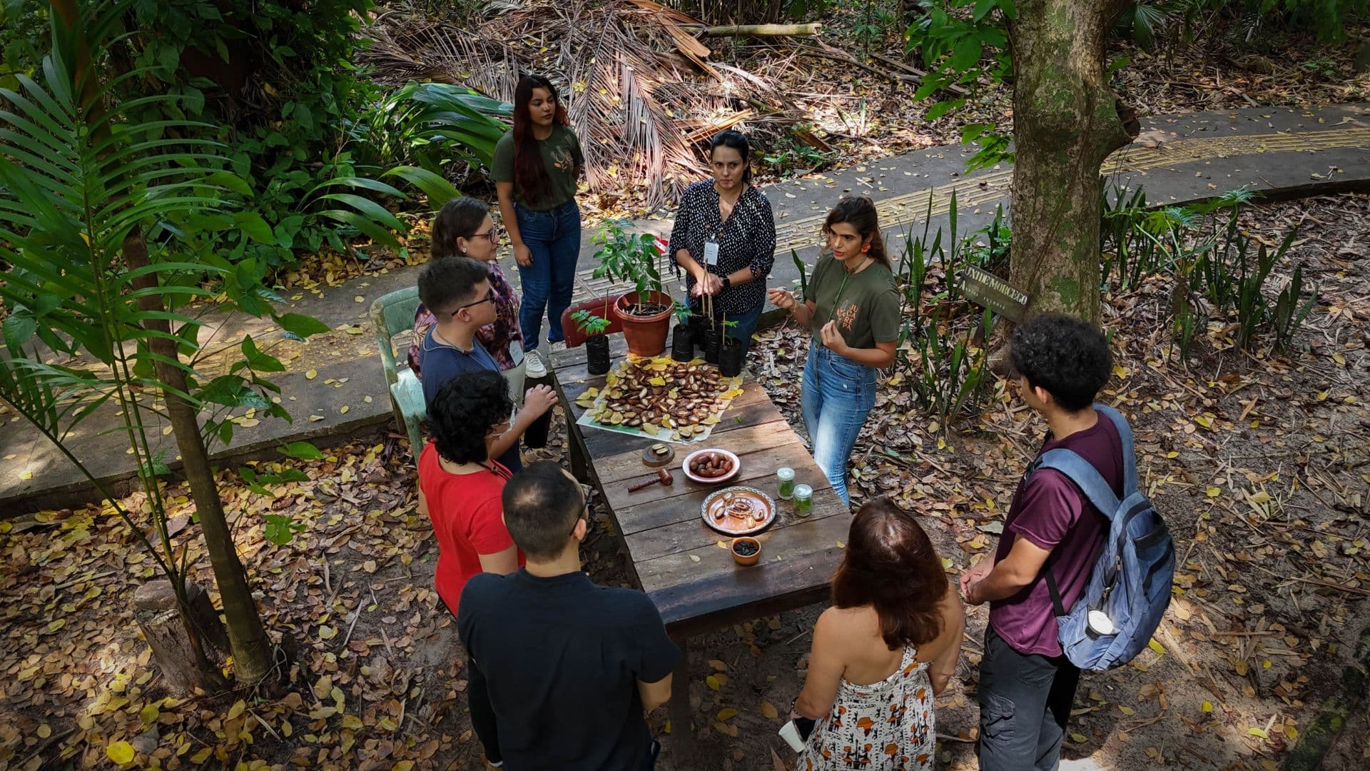 Raízes do Cumuru, a baunilha da Amazônia, da muda à mesa