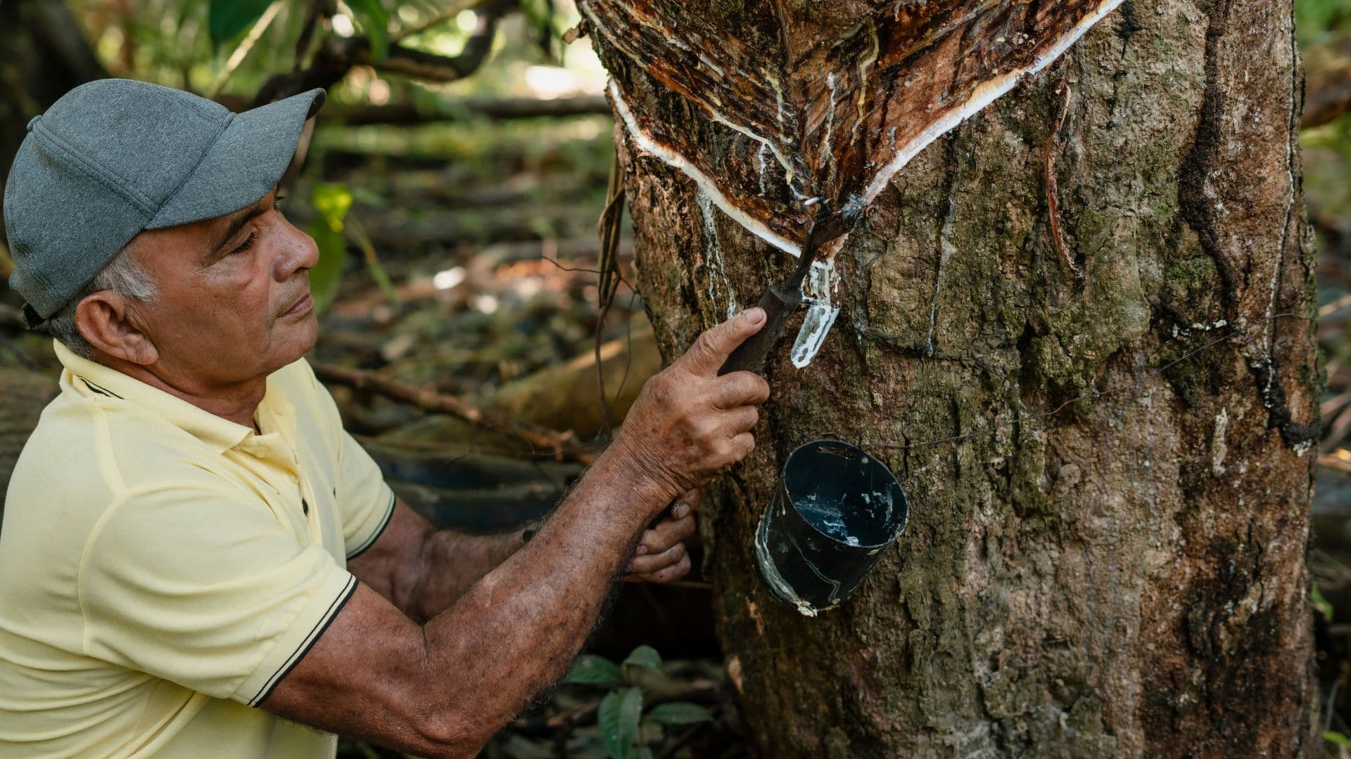 Da seringueira a Borracha Criativa: o 3º ciclo da borracha